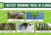 5 Fastest Growing Trees in Florida