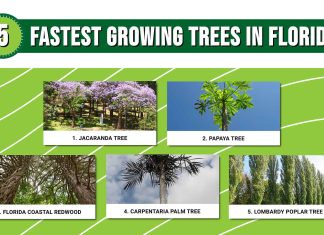 5 Fastest Growing Trees in Florida