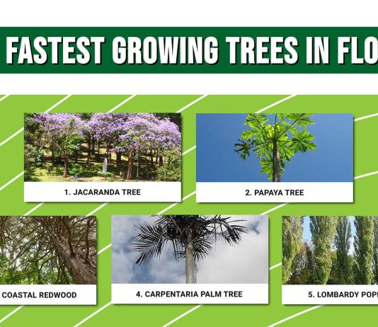 5 Fastest Growing Trees in Florida