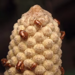 The original microwave: How these 300-million-year-old plants use heat to reproduce