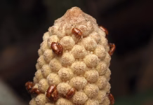 The original microwave: How these 300-million-year-old plants use heat to reproduce