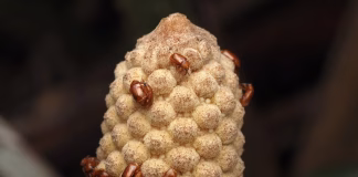 The original microwave: How these 300-million-year-old plants use heat to reproduce