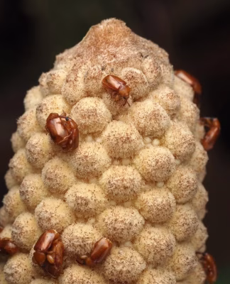 The original microwave: How these 300-million-year-old plants use heat to reproduce