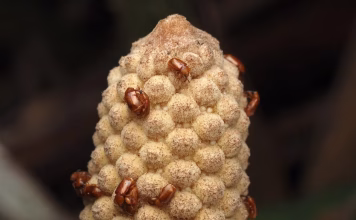 The original microwave: How these 300-million-year-old plants use heat to reproduce