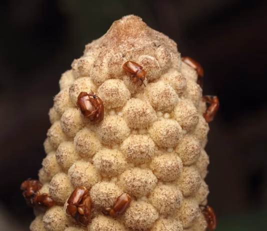 The original microwave: How these 300-million-year-old plants use heat to reproduce