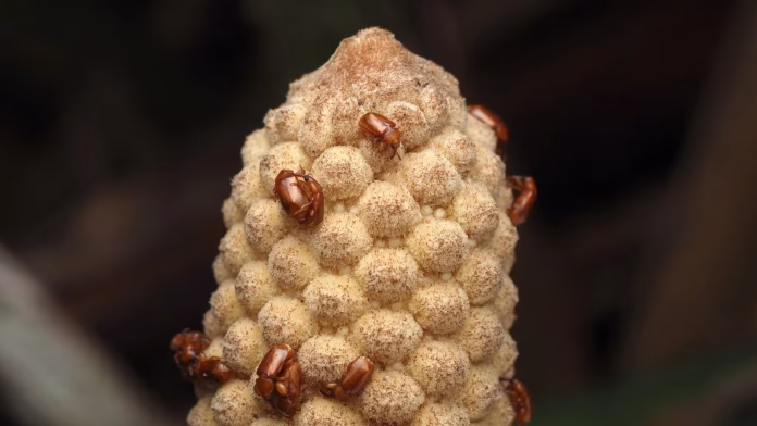 The original microwave: How these 300-million-year-old plants use heat to reproduce The original microwave: How these 300-million-year-old plants use heat to reproduce