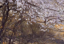 Missing someone is hard. Learn how to heal and grow through change. See how can I improve my self development when life feels a little lonely.